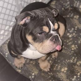 Skii - Bulldog