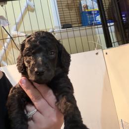 Pink collar - Silver female Poodle puppy in Maryland from Hernwood Heelers & Poodles