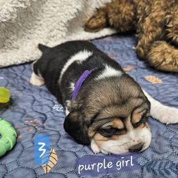 Girl 3 - White black and tan female Beagle puppy in Lore City, Ohio from Loves Kennel