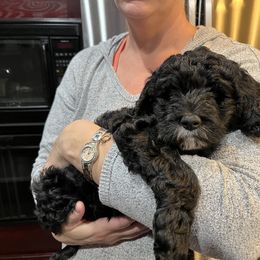 "Red" - Labradoodle puppy in Las Vegas, Nevada from Patriot Labradoodles