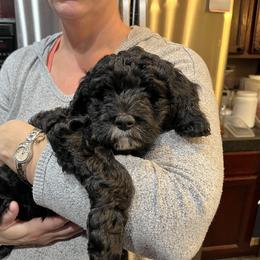"Red" - Labradoodle puppy in Las Vegas, Nevada from Patriot Labradoodles