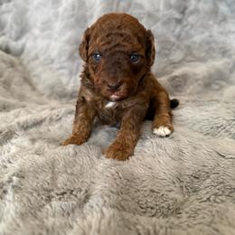 AKC Ziggy - Brown male Poodle puppy in Tecumseh, Oklahoma from Poodles in the Garden