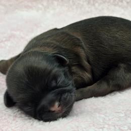 Lily's Girl - Red female Shih Tzu puppy in Oakville, Washington from Garrard Creek Shih Tzus