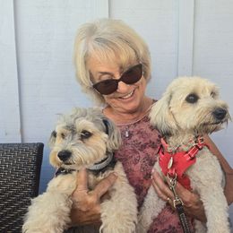 Yorkipoo puppies from TheSocialk9