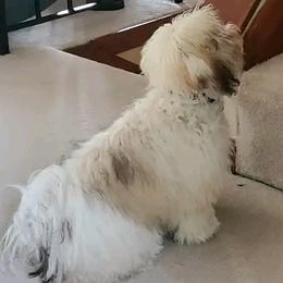 Sable - Cream male Havanese puppy in Amelia Island, Florida from Endearing Havanese