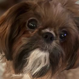 Scarlet - Shih Tzu