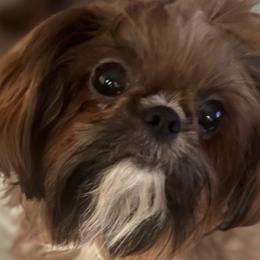 Scarlet - Shih Tzu