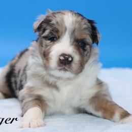 Tigger - Blue merle male Miniature Australian Shepherd puppy in Weeki Wachee, Florida from Arlington's Mini Aussies