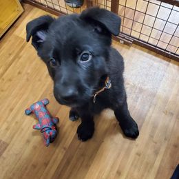 German Shepherds from Joli's German Shepherds