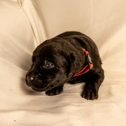 Pink collar - Black female Labrador Retriever puppy in Lebanon, Oregon from Table Rock Retrievers