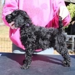 Boy 3 - Poodle puppy in Howard County, Maryland from Sarsel Poodles