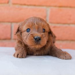 Aussiedoodle and Goldendoodle Puppies from Ever After Doodles Arizona