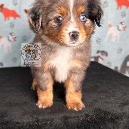 Girl 2 - Blue merle Miniature Australian Shepherd puppy in Buchanan, Georgia from Stanleyville Farm Mini Aussies