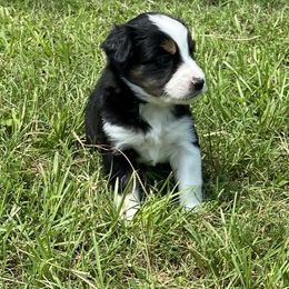 "BTF - (Jasmine) Stormie X Big" Australian Shepherd and Miniature Australian Shepherd Puppies from Flying S Aussies