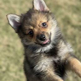 Grim - Wolf sable male Pomsky puppy in Boonville, Indiana from Elysian Pomskies