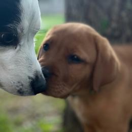 Jack Russell Terrier and Labrador Retriever Puppies from Canine Assist