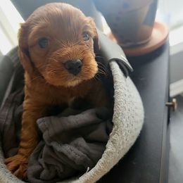 Moe - Red Cavapoo puppy in Lima, New York from Cava Companions