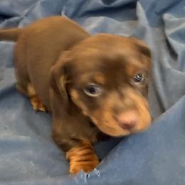 Cooper - Chocolate and tan male Dachshund puppy in Houston, Texas from Individual