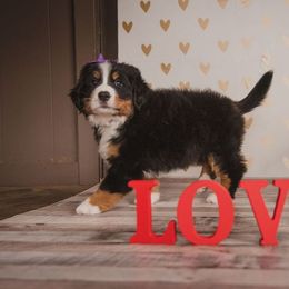 Bernese Mountain Dog and Golden Retriever Puppies from J & J Meadows