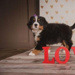Bernese Mountain Dog and Golden Retriever Puppies from J & J Meadows