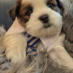 Bastian - Black and white Shichon puppy in Upland, California from IDREAMOFPUPPIES
