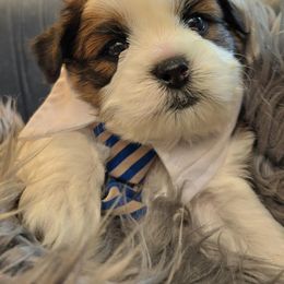 Bastian - Black and white Shichon puppy in Upland, California from IDREAMOFPUPPIES