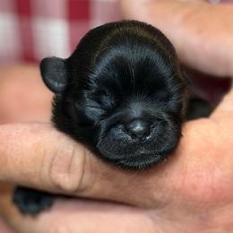 Boy - Black male Shih Tzu puppy in Berkeley Springs, West Virginia from Sandridge Shih Tzus