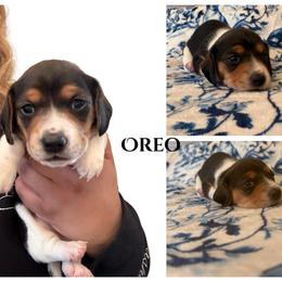 Oreo - Black and tan male Dachshund puppy in Saint Paul, Minnesota from Vibrant Eyes Doxies