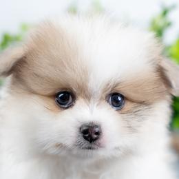 Pomeranian puppies from Danyells Designer Poms