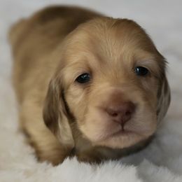 Phantom - Chocolate and cream male Dachshund puppy in Lowell, Indiana from DesForges Dachshunds.