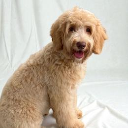 Jasmine - Goldendoodle