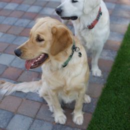 Feyre - Golden Retriever