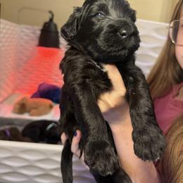 Jet - Bright Blue Collar - Black and white male Portuguese Water Dog puppy in Colorado Springs, Colorado from Melissa's Portuguese Water Dogs