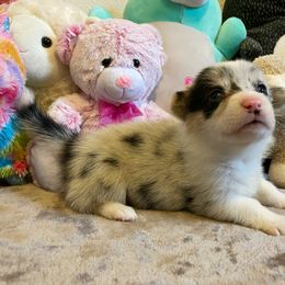 American Corgi and Pembroke Welsh Corgi Puppies from Swezey Pembroke Welsh Corgis