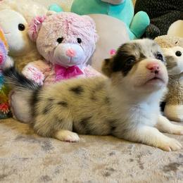 American Corgi and Pembroke Welsh Corgi Puppies from Swezey Pembroke Welsh Corgis