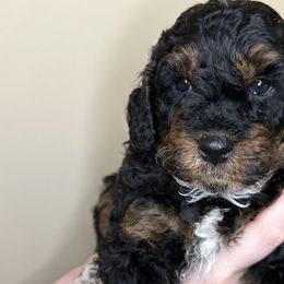 Stanley - Merle Bernedoodle puppy in Arab, Alabama from ConkleDoodlePoos