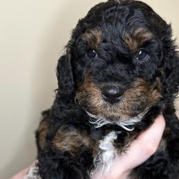 Stanley - Merle Bernedoodle puppy in Arab, Alabama from ConkleDoodlePoos