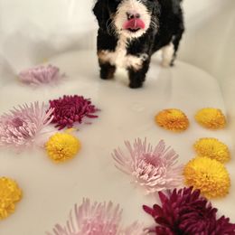 Bernedoodle Puppies from Bern'N Love Doodles