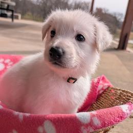 Blanc - White female German Shepherd puppy in Weatherford, Texas from Haven Farm