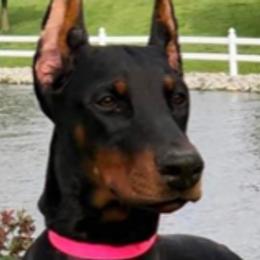 Doberman Pinschers from Joselyn James