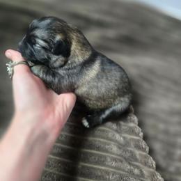 Moon - Tawny female Keeshond puppy in Logan, Ohio from Hocking Hills Keeshonds