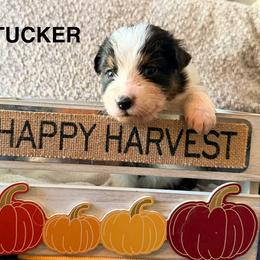 Tucker - Black tri-color male Australian Shepherd puppy in Plympton, Massachusetts from Silverchip Aussies