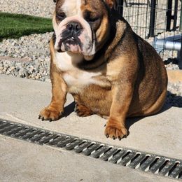 Shelly - Bulldog
