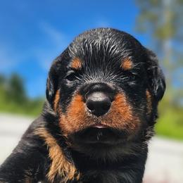 Red male - Black and mahogany male Rottweiler puppy in Preston, Connecticut from Von Turm Hügel Rottweilers