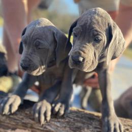 Great Dane Puppies from South Fort Blue Danes