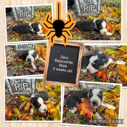 Pomsky and Siberian Husky Puppies from Osiris’s Siberians & Pomskies