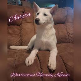 Aurora - White female Siberian Husky puppy in Coeburn, Virginia from Warburton's Heavenly Kennels