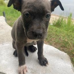 Girl 1 - Blue female Chihuahua puppy in Aynor, South Carolina from Aynor Chihuahuas