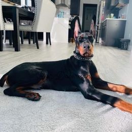 Doberman Pinscher Puppies from Ruiz Dobermans