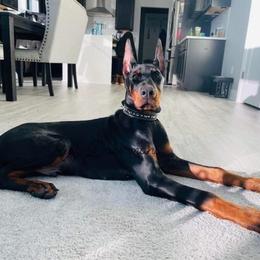 Doberman Pinscher Puppies from Ruiz Dobermans